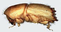 Curculionidae: Ips sp.