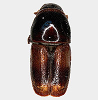 Curculionidae: Scolytus sp.