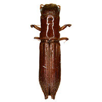 Curculionidae: Treptoplatypus wilsoni (Swaine)