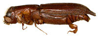 Curculionidae: Treptoplatypus wilsoni (Swaine)