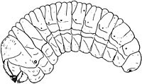 Curculionidae: Scolytus sp. larva, lateral view