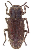 Zopheridae: Noserinus dormeanus Fairmaire
