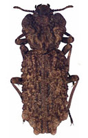 Zopheridae: Phellopsis chinensis (Semenow)