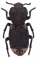 Zopheridae: Phloeodes diabolicus (LeConte)