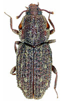 Zopheridae: Usechus lacerta Motschulsky