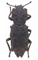 Zopheridae: Verodes zunilensis (Champion)