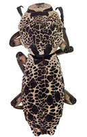 Zopheridae: Zopherus jansoni Champion