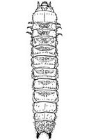 Zopheridae: Phellopsis sp. larva