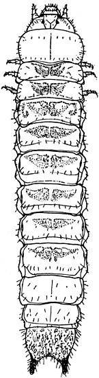 Phellopsis Zopheridae: Phellopsis sp. larva