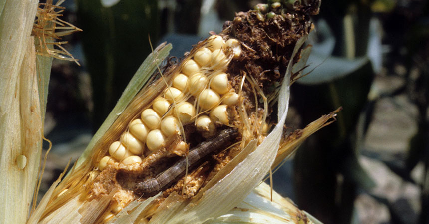 IDaids supporting identification of the fall armyworm