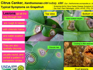 Citrus Canker, Xanthomonas citri subsp. citri: Typical Symptoms on Grapefruit