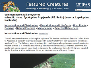 Featured Creatures - Fall Armyworm - Spodoptera frugiperda (J.E. Smith) (Insecta: Lepidoptera: Noctuidae)