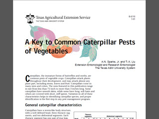A Key to Common Caterpillar Pests of Vegetables