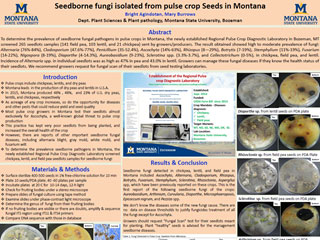 Seedborne Fungi Isolated from Pulse Crop Seeds in Montana