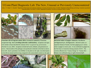 UConn Plant Diagnostic Lab: The New, Unusual or Previously Unencountered