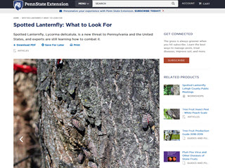 Spotted Lanternfly: What to Look For