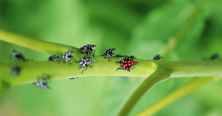 Instars of Lycorma delicatula. Photo: Lawrence Barringer, Pennsylvania Department of Agriculture, Bugwood.org