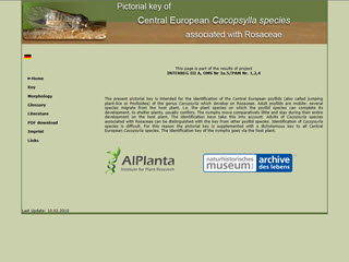 
                            					Pictorial Key of Central European Cacopsylla Species Associated with Rosaceae