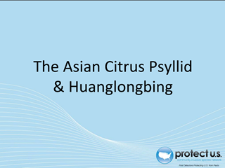 The Asian Citrus Psyllid (Diaphorina citri) and Huanglongbing