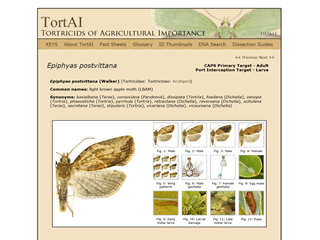 TortAI – Tortricids of Agricultural Importance: Epiphyas postvittana
