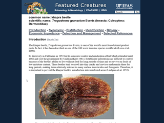 Featured Creatures - Common Name: Khapra Beetle; Scientific Name: Trogoderma granarium Everts (Insecta: Colegoptera: Dermestidae)