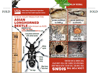 Check Your Trees for the Asian Longhorned Beetle Handout