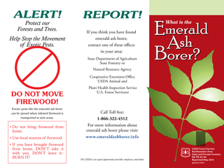 What is the Emerald Ash Borer?