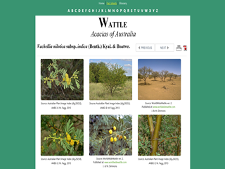 Wattle: Acacias of Australia - Vachellia nilotica subsp. Indica (Benth.) Kyal. & Boatwr.