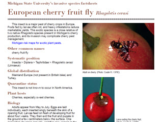 European Cherry Fruit Fly Rhagoletis cerasim