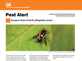 Pest Alert: European Cherry Fruit Fly (Rhagoletis cerasi)