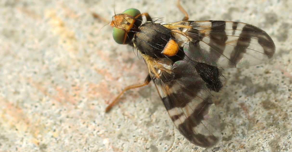 IDaids supporting identification of the European cherry fruit fly