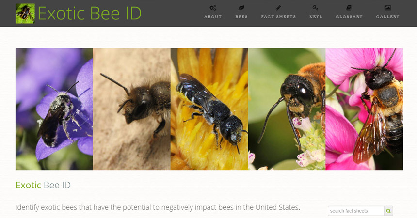 Announcing Exotic Bee ID