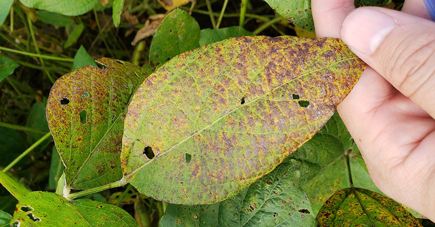 Sobyean leaf showing effects of Citrus leaf blotch virus; photo by Brian Ward, Louisiana State University AgCenter, bugwood.org