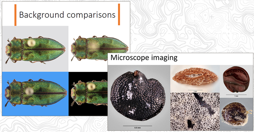 Slides from entomology imaging workshop (left) and seed imaging workshop (right)