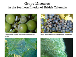 Grape Diseases in the Southern Interior of British Columbia