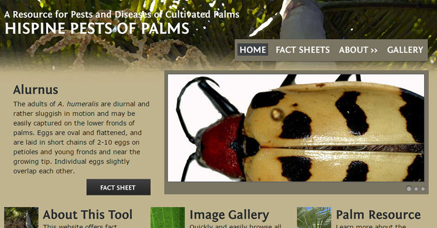 Hispine palm pest fact sheets now available