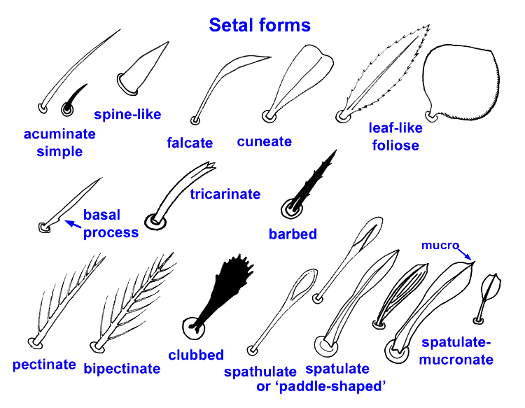 various setal forms