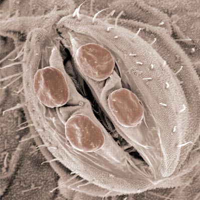 1-2 pairs genital papillae