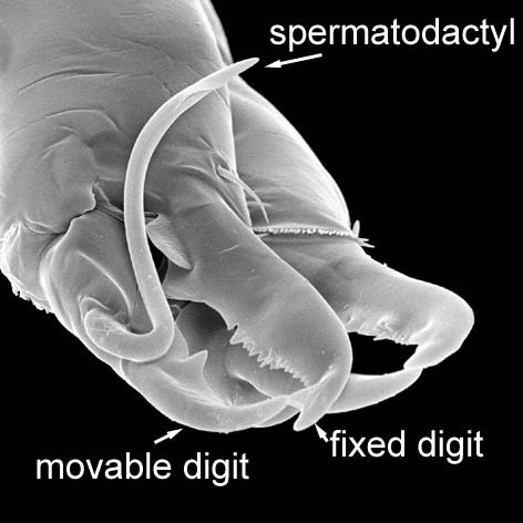 Fig 2 spermatodactyl
