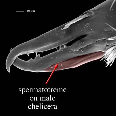 Fig. 1 spermatotreme