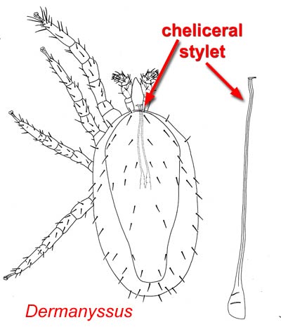 Cheliceral stylet