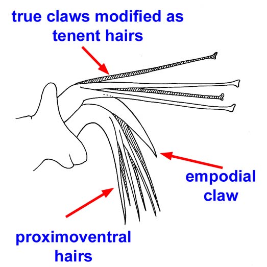 Pretarsus claw and hairs