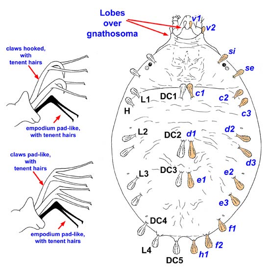 Bryobiinae - Anatomy.