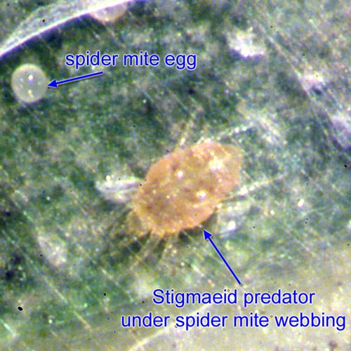 stigmaeid mites can be confused with spider mites