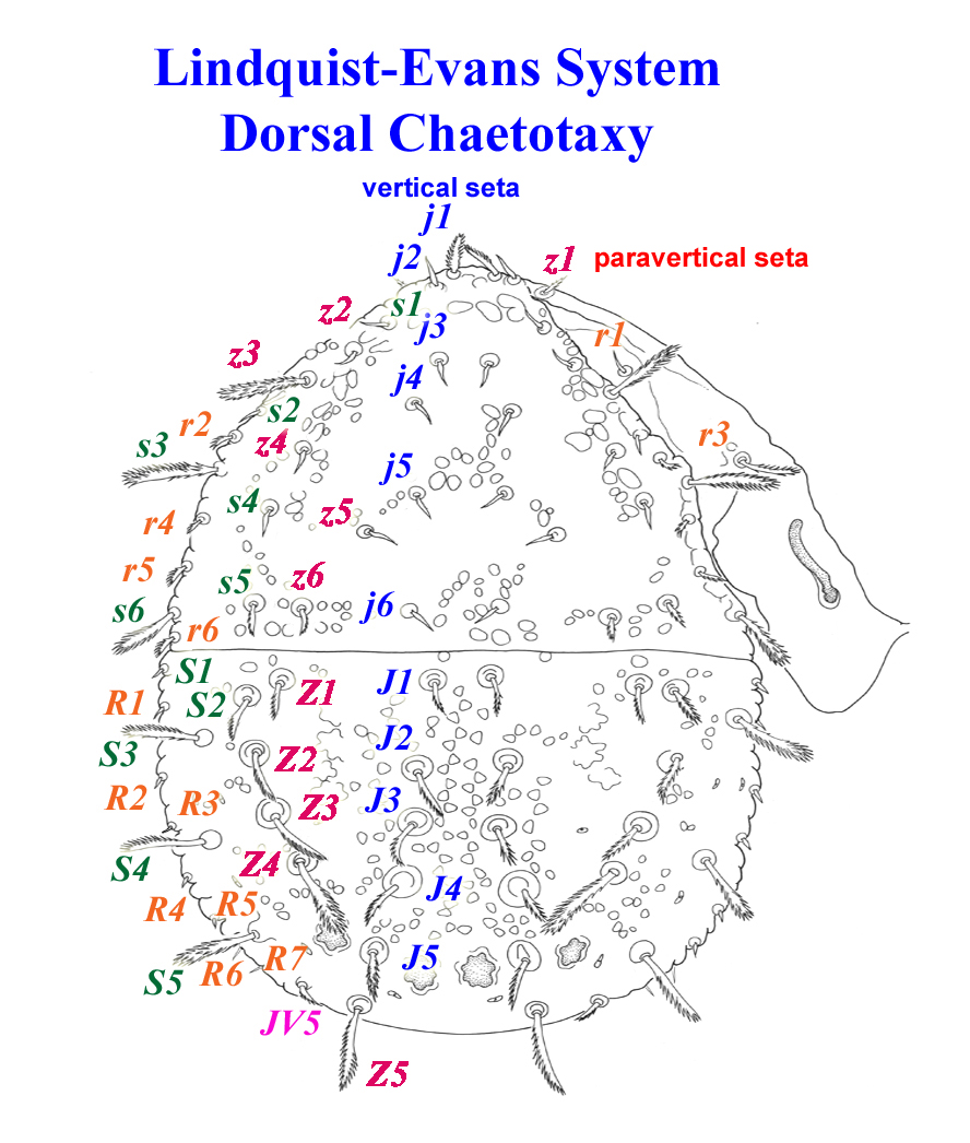 Lindquist-Evans system, dorsal view