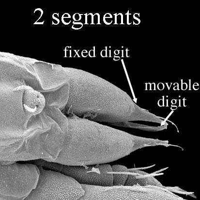 Fig. 1 uropodid mites