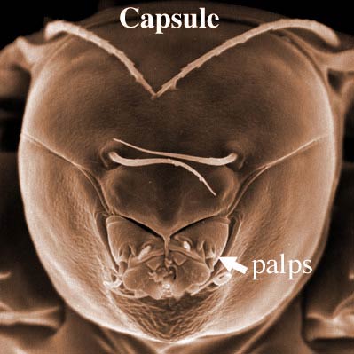 Fig. 3 gnathosomal capsule