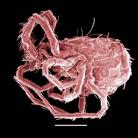 Figure 6: Sphaerolichus