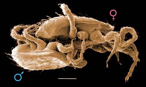 Dorsal view (left); ventral view (right)