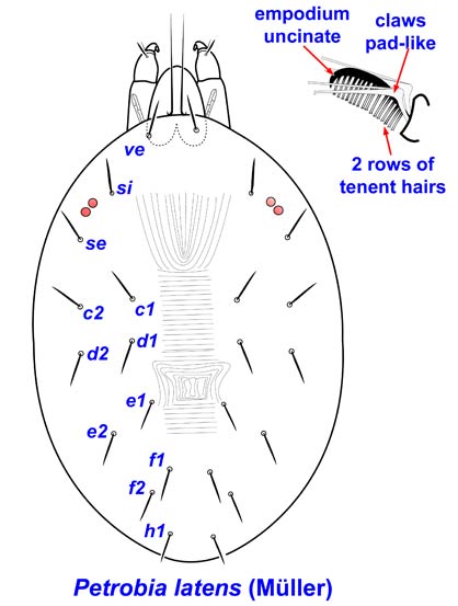 Bryobiinae anatomy, <em>Petrobia latens</em>